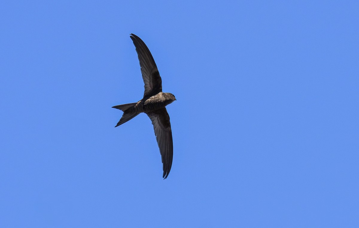 Plain Swift - ML639587564