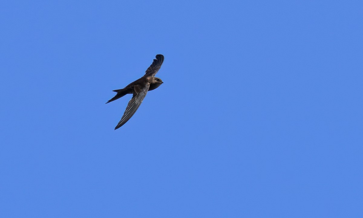 Plain Swift - ML639587565