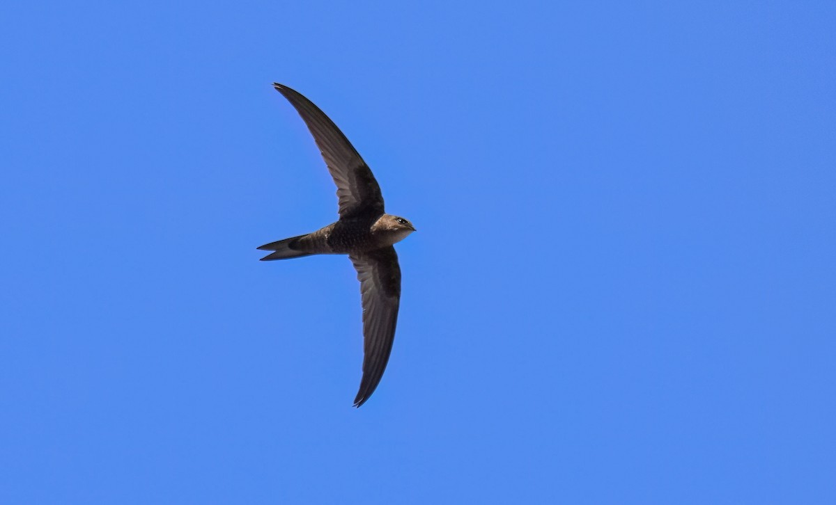 Plain Swift - ML639587567
