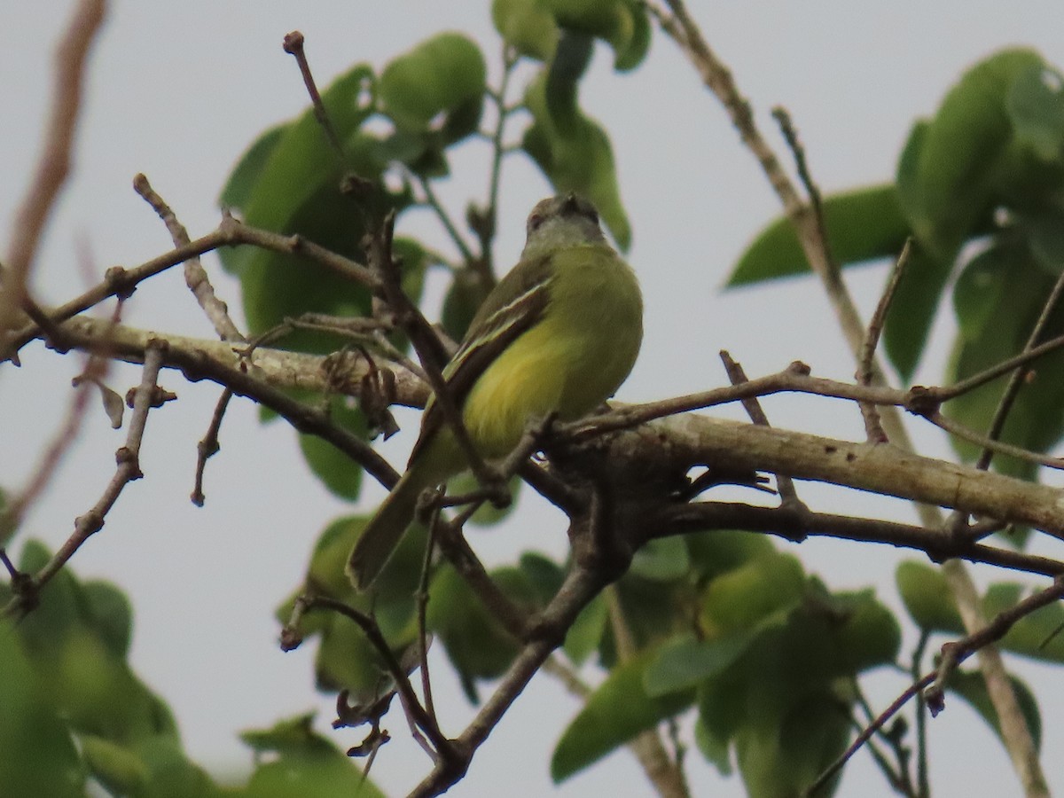 Yellow-crowned Tyrannulet - ML639587574