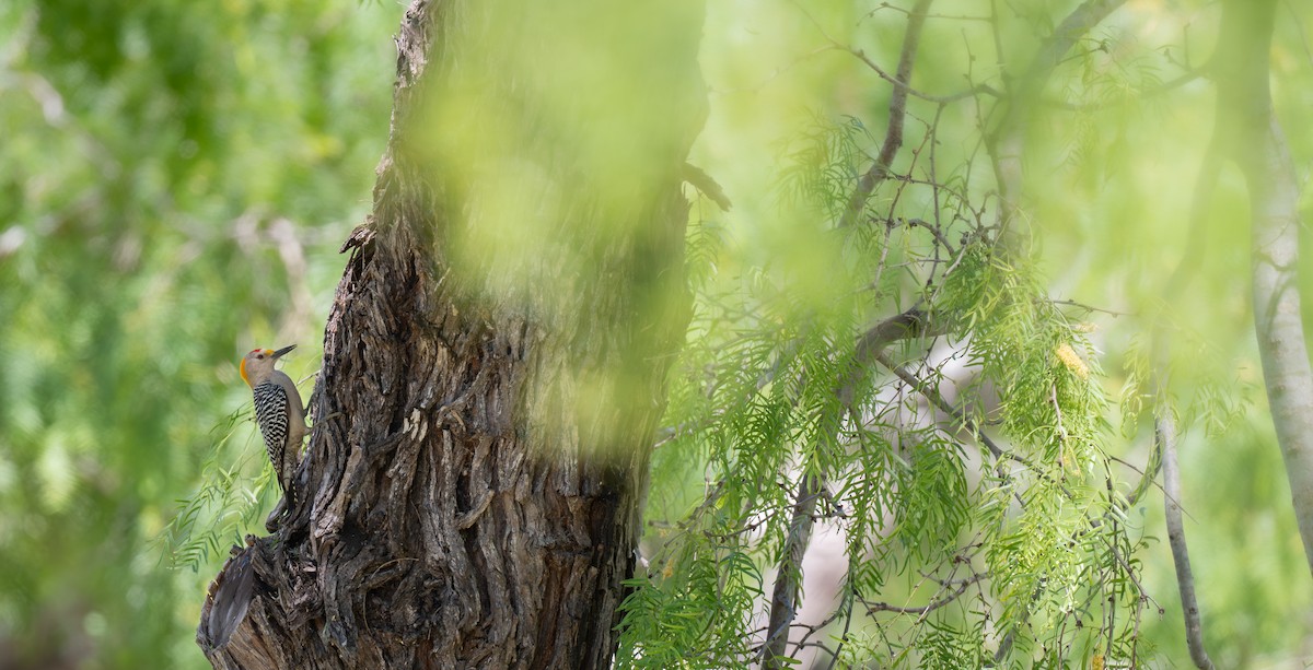 Златолобый дятел - ML639587575