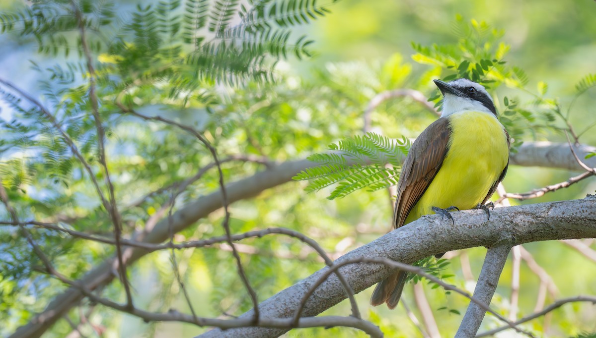 Большой бентеви, кискади - ML639587579