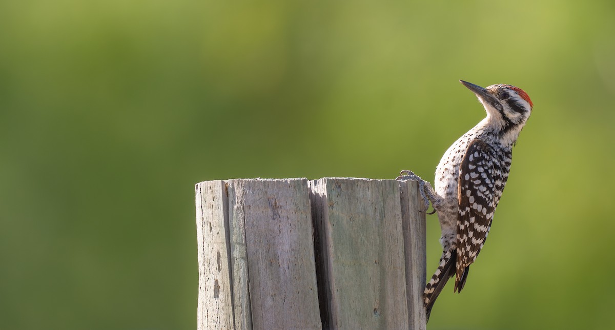 Арлекиновый дятел - ML639587595