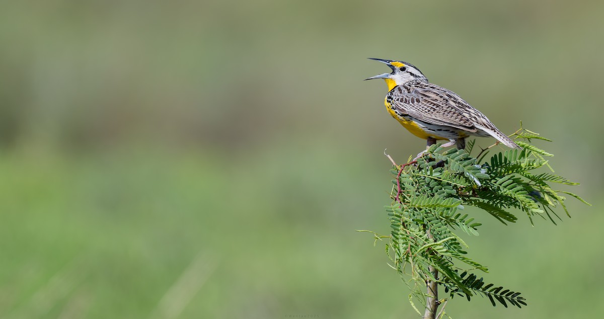 Большой луговой трупиал - ML639587642