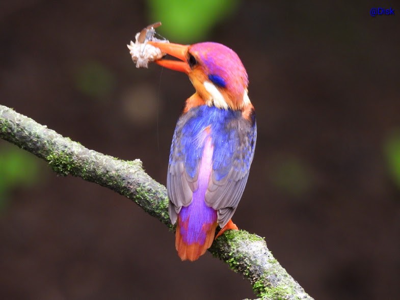Black-backed Dwarf-Kingfisher - ML639587675