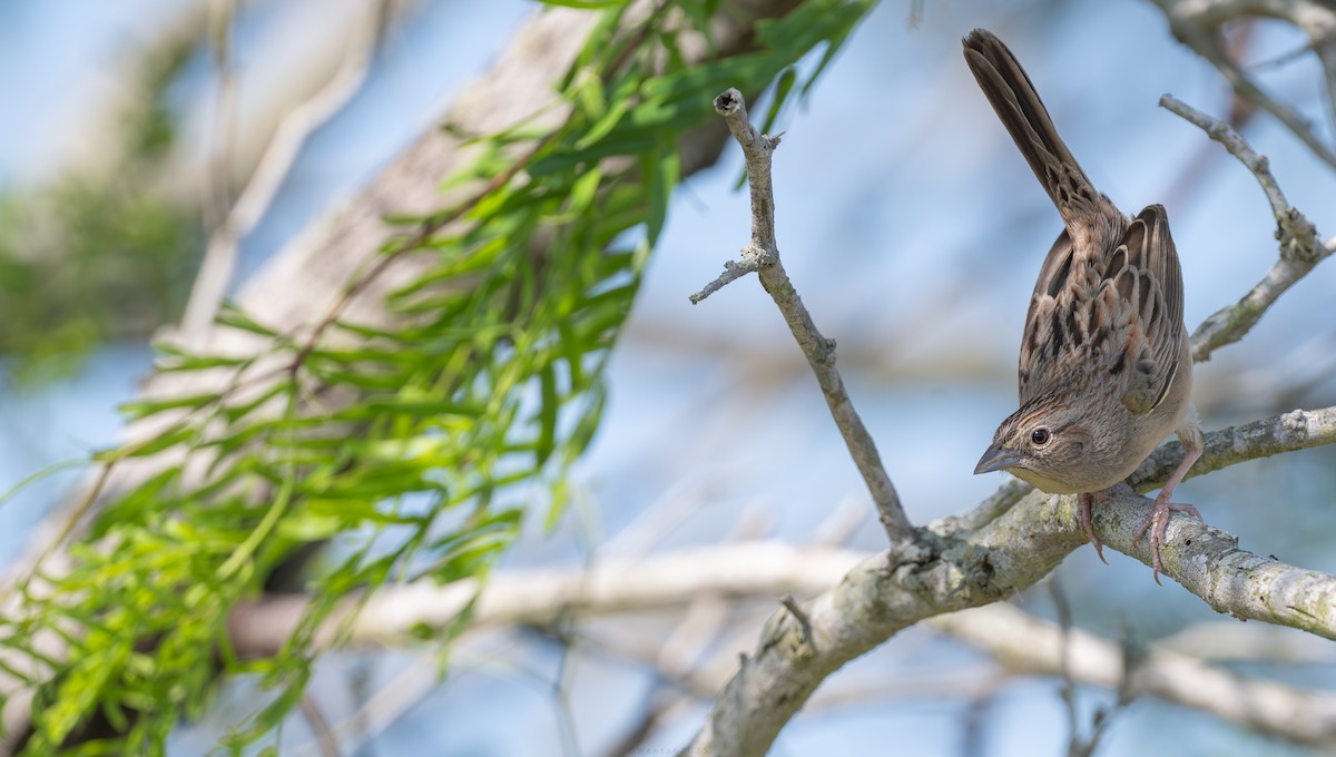 Пустынная овсянка - ML639587706