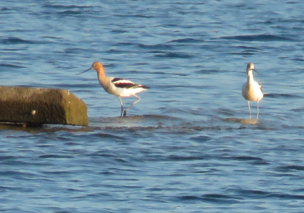 Avocette d'Amérique - ML639587711