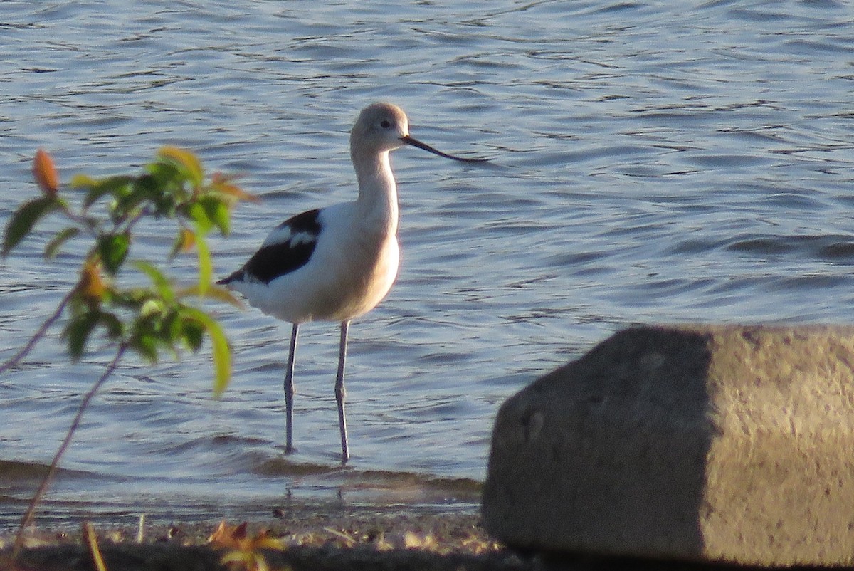 Avocette d'Amérique - ML639587712