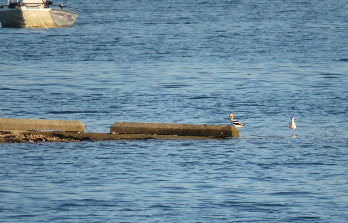 Avocette d'Amérique - ML639587713