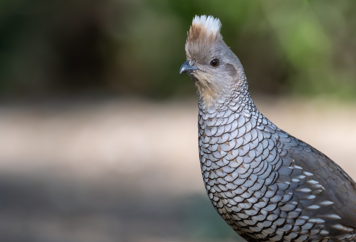 Чешуйчатый перепел - ML639587714