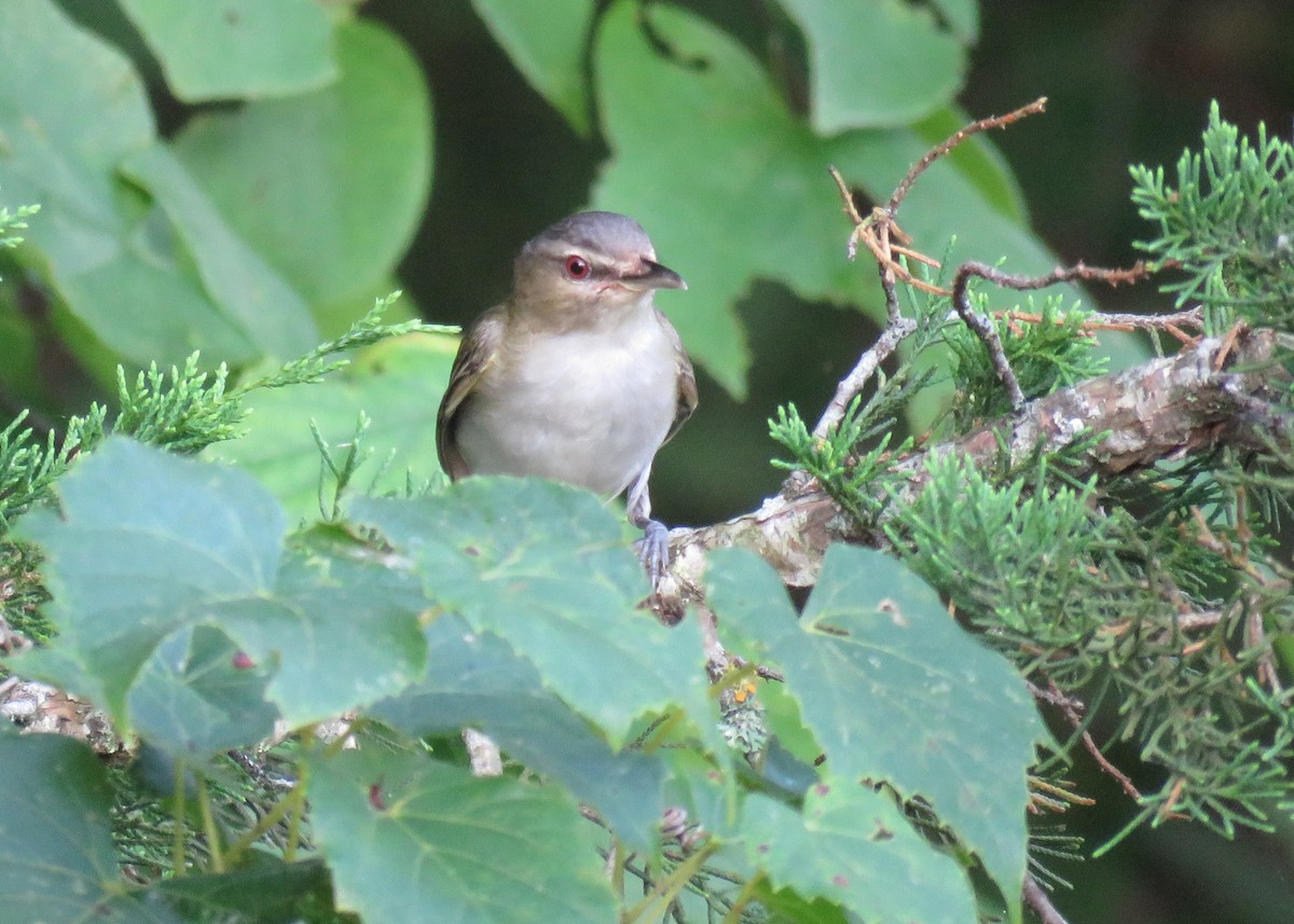 Red-eyed Vireo - ML639587722