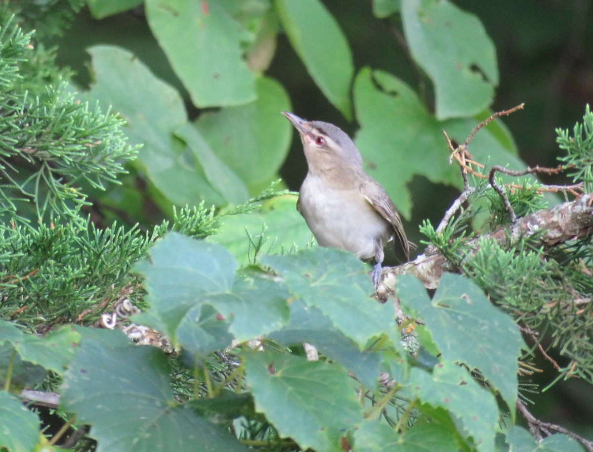 Red-eyed Vireo - ML639587723