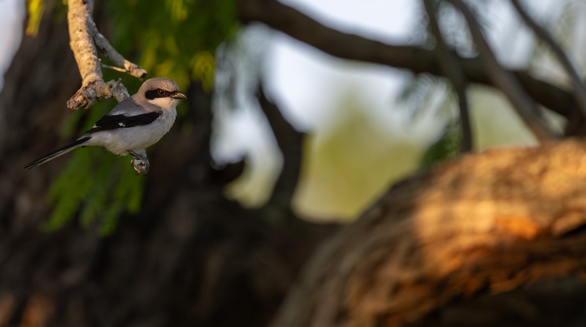 Американский сорокопут - ML639587725