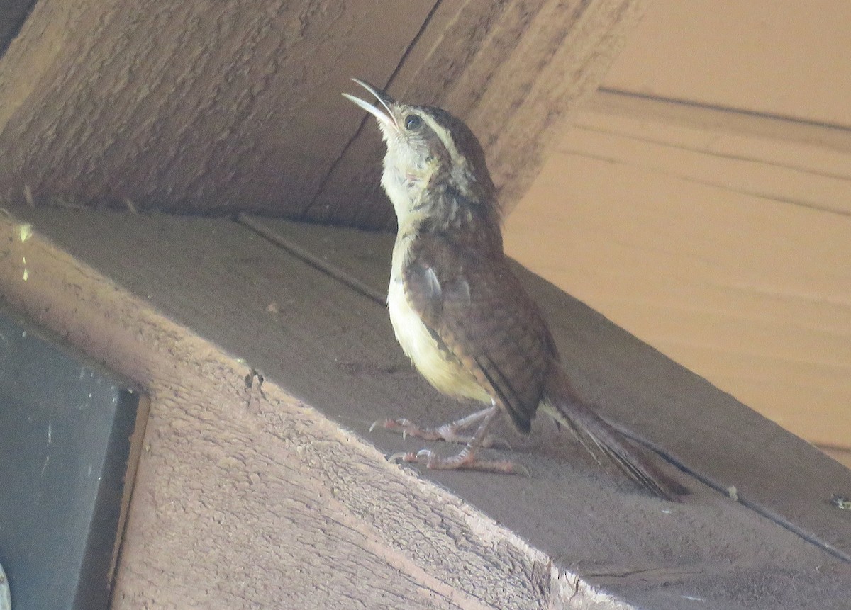 Carolina Wren - ML639587733