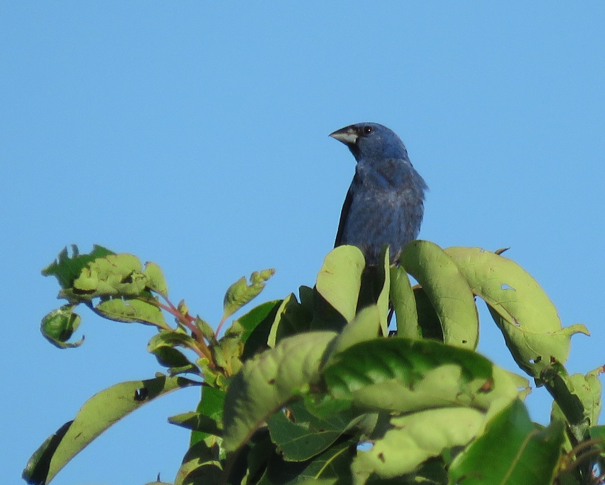 Blue Grosbeak - ML639587740