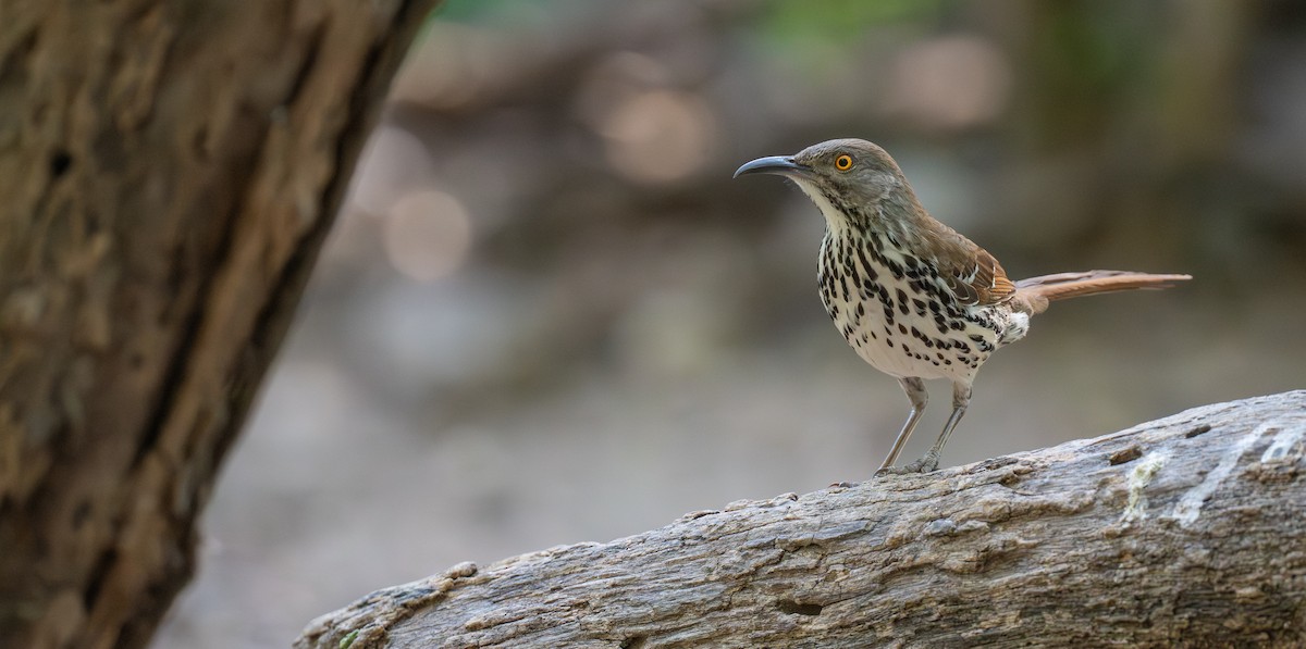 Длинноклювый пересмешник - ML639587741