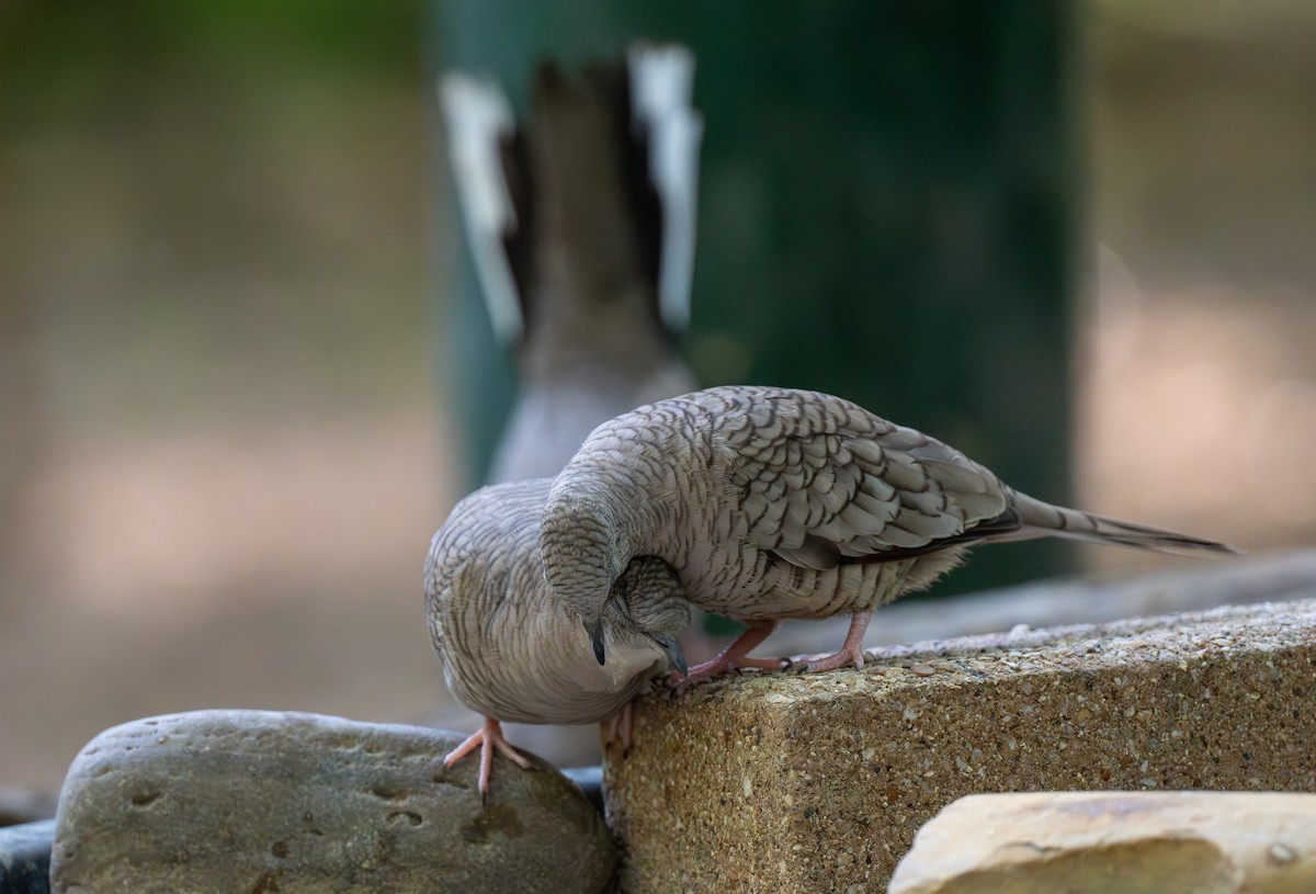 Инкская земляная горлица - ML639587745