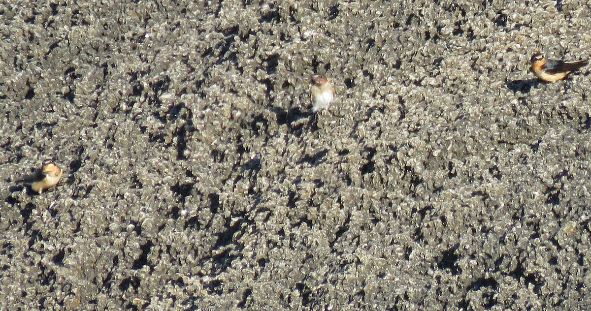 Cliff Swallow - ML639587760