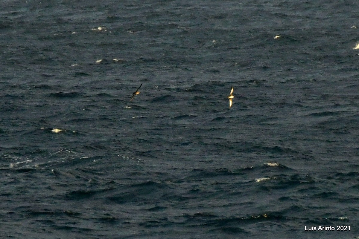 Manx Shearwater - ML639587838