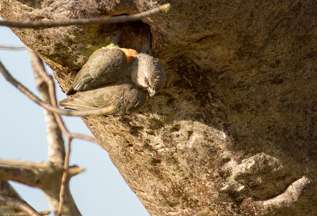 Red-bellied Parrot - ML639587950