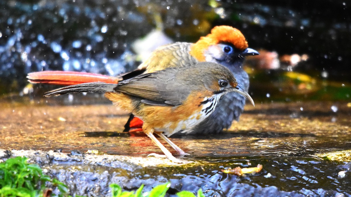 Black-streaked Scimitar-Babbler - ML639587963