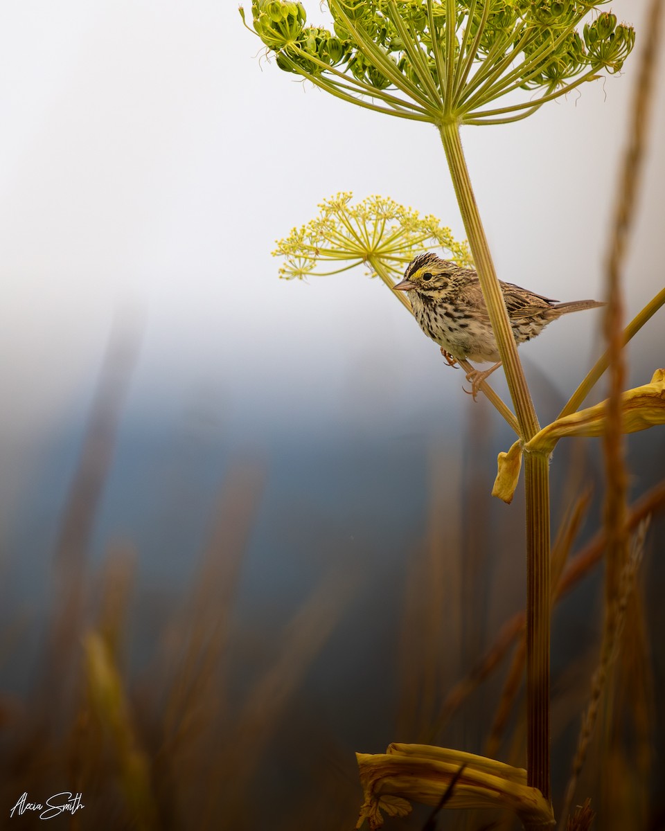 Savannah Sparrow - ML639588041