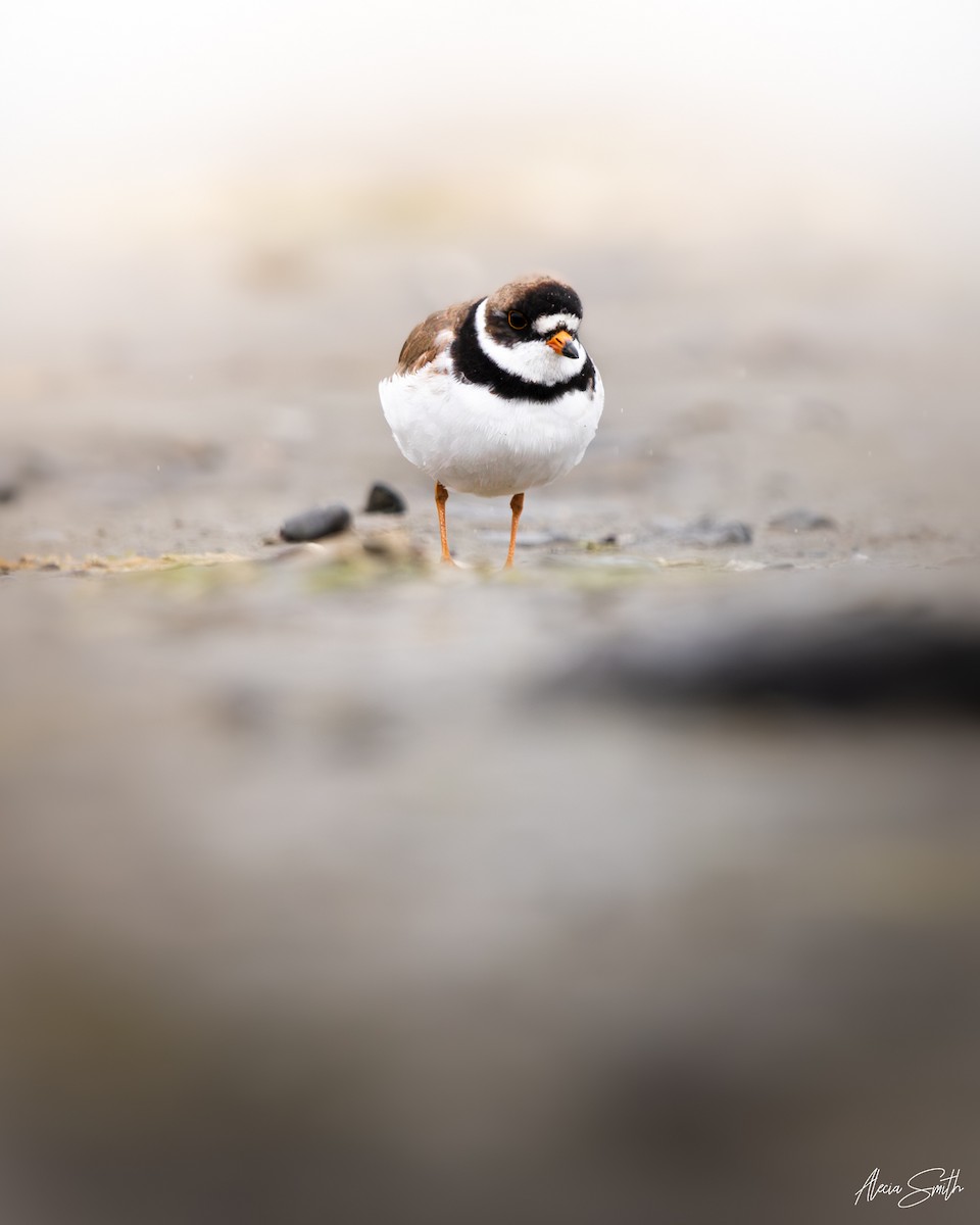 Semipalmated Plover - ML639588044
