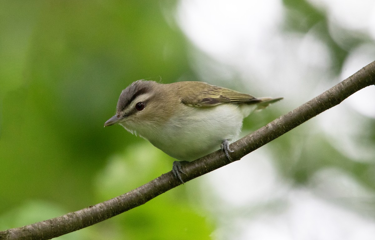 Red-eyed Vireo - ML639588045
