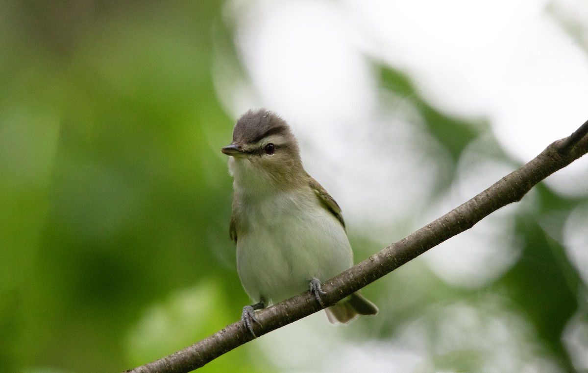 Red-eyed Vireo - ML639588046