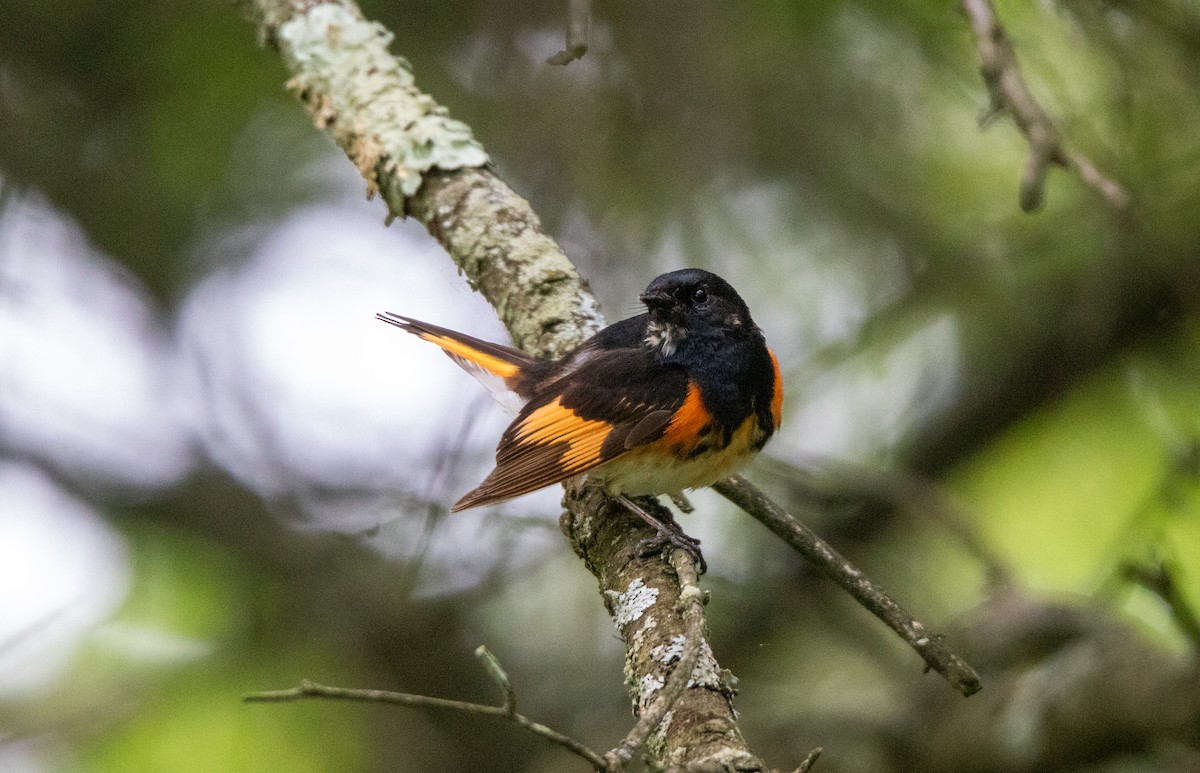 American Redstart - ML639588055