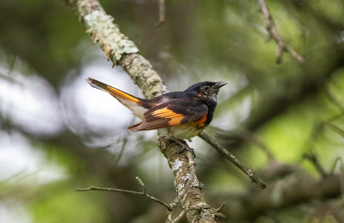 American Redstart - ML639588056