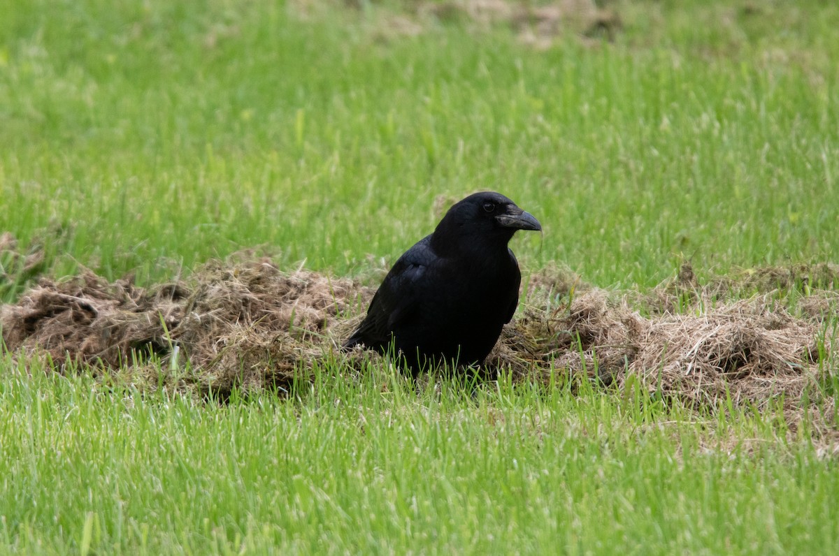American Crow - ML639588058