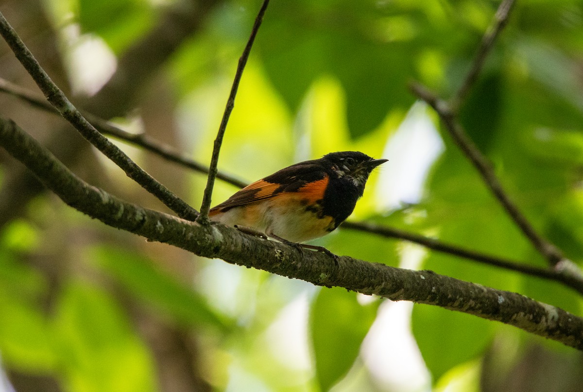 American Redstart - ML639588064