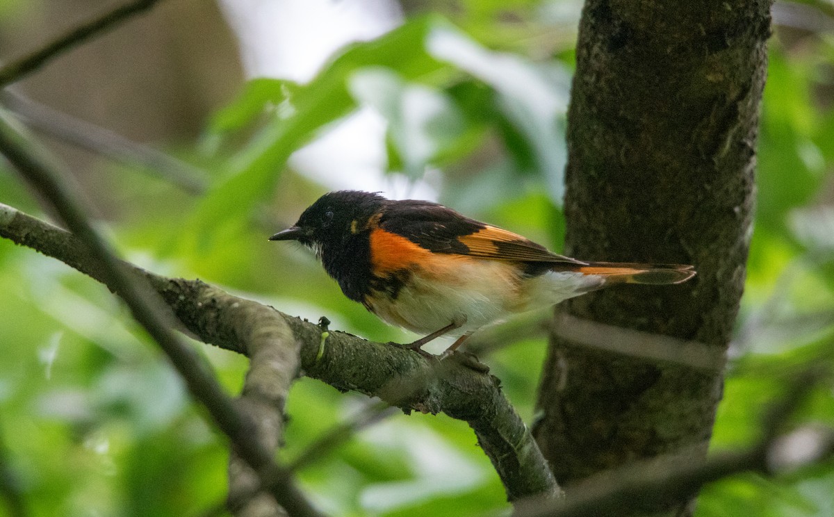 American Redstart - ML639588066
