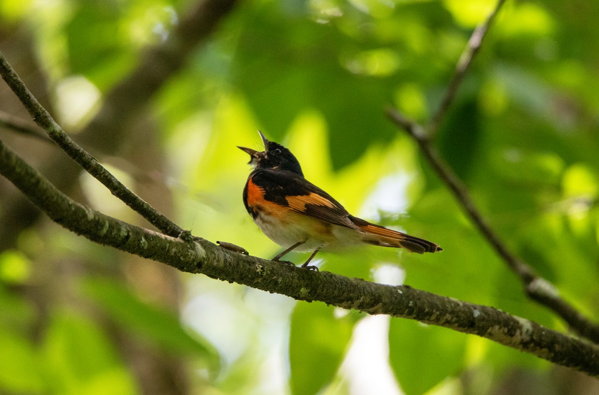 American Redstart - ML639588070
