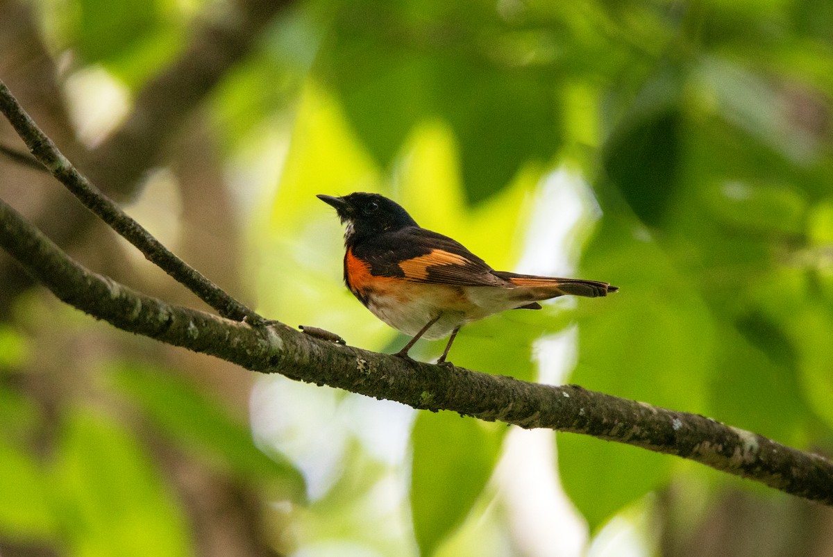 American Redstart - ML639588071