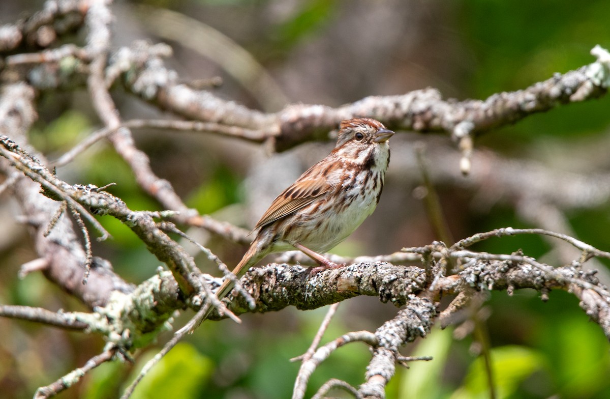 Song Sparrow - ML639588078
