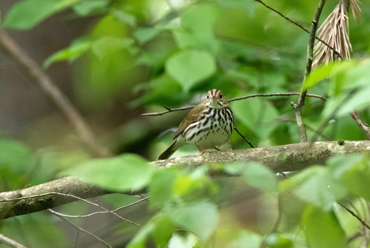 Ovenbird - ML639588103