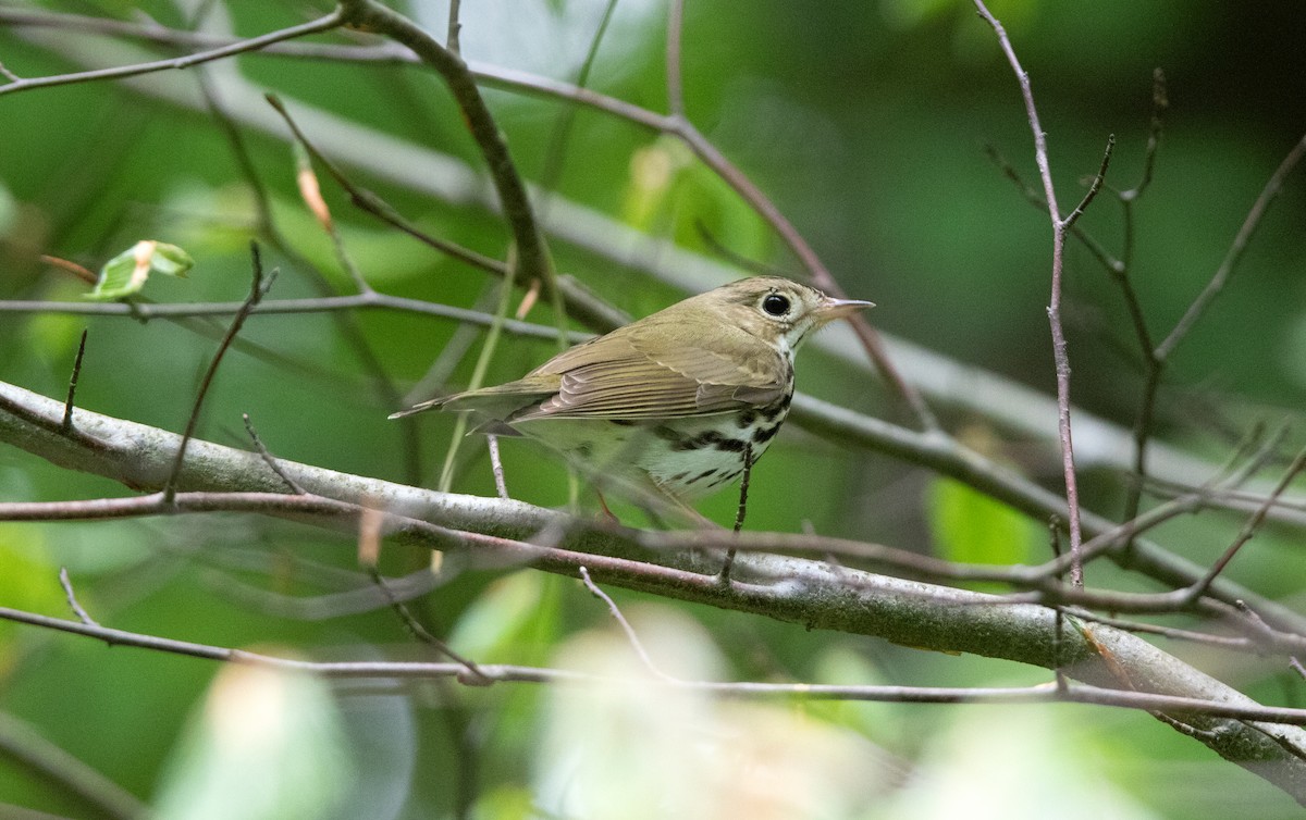 Ovenbird - ML639588104