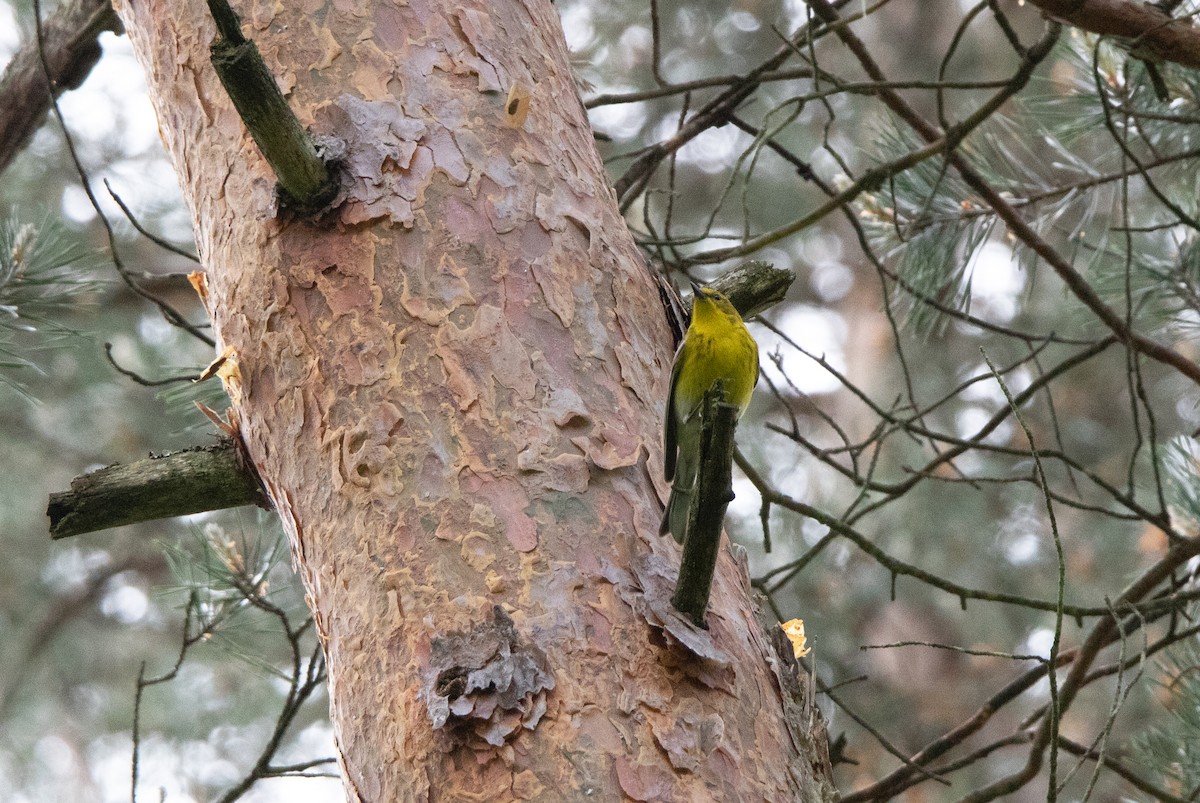 Pine Warbler - ML639588113