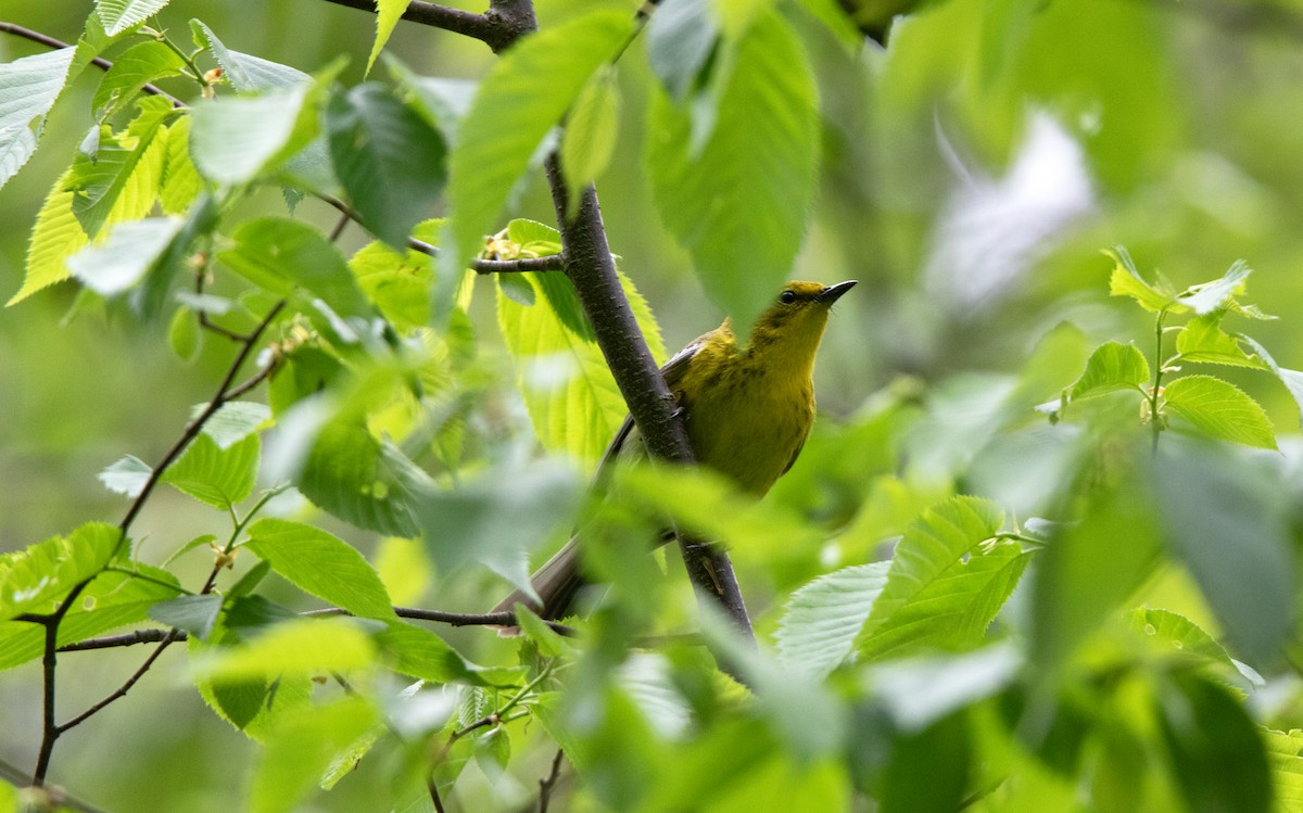 Pine Warbler - ML639588114
