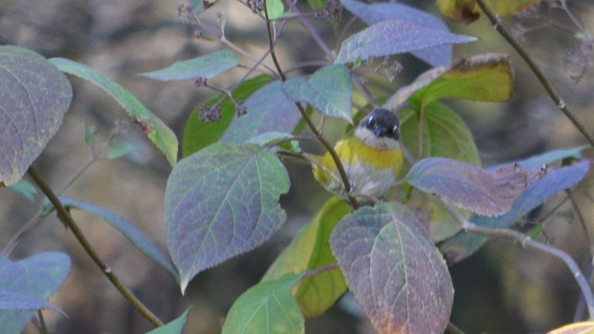 Common Chlorospingus - ML639588257