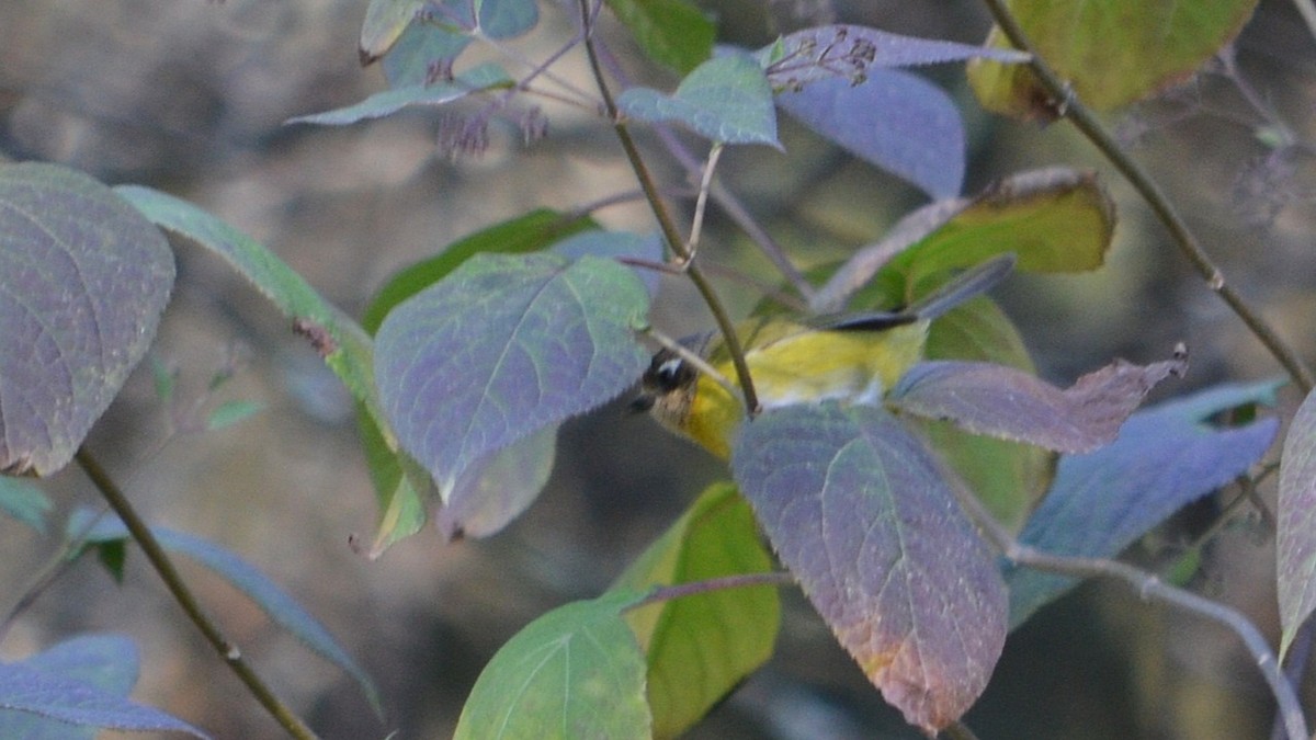 Common Chlorospingus - ML639588258