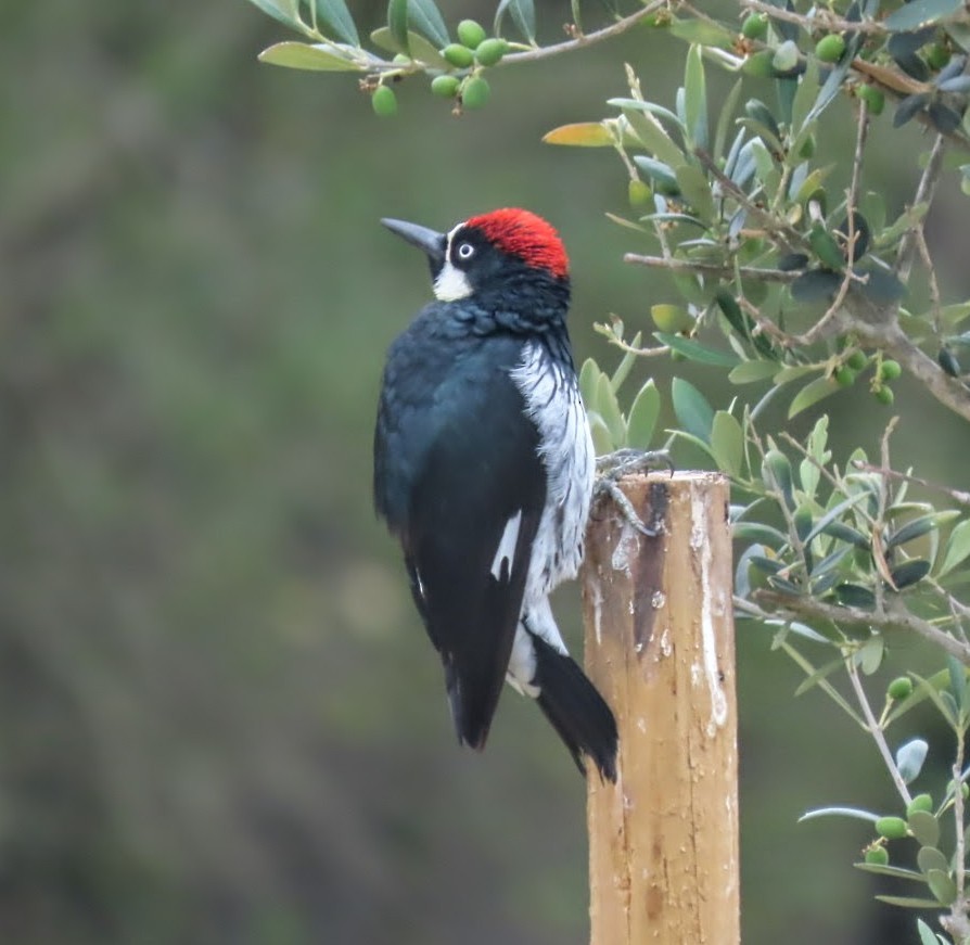 Acorn Woodpecker - ML639588322