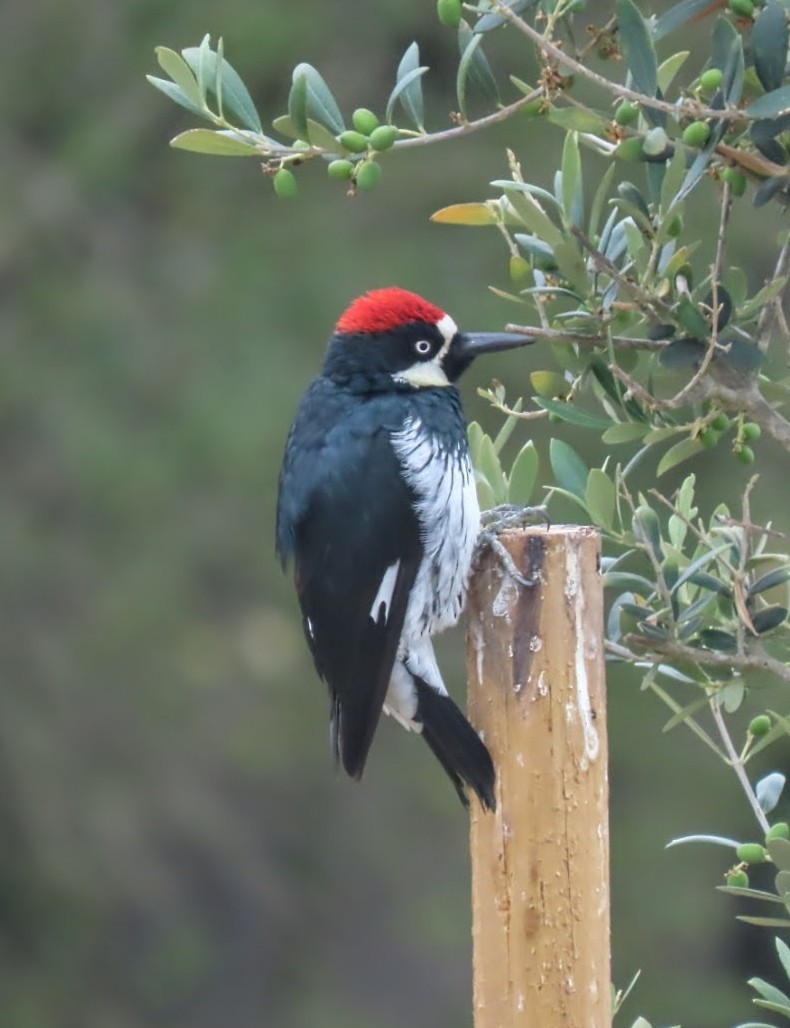 Acorn Woodpecker - ML639588329