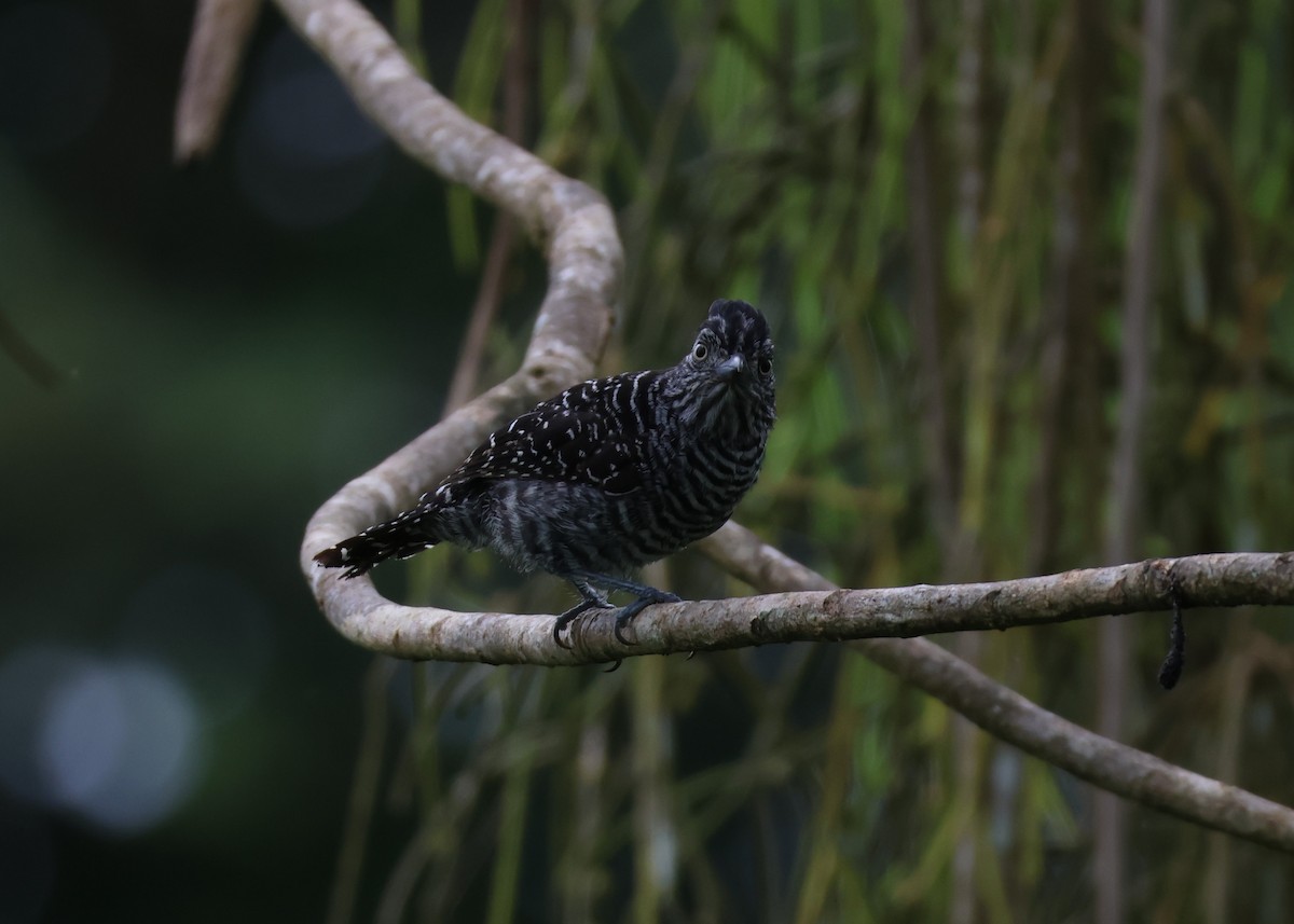 Barred Antshrike - ML639588330