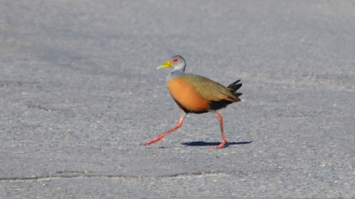 Gray-cowled Wood-Rail - ML639588343