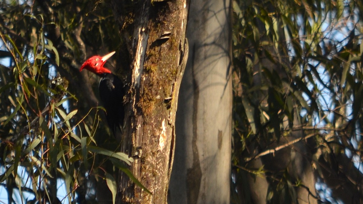 Cream-backed Woodpecker - ML639588350