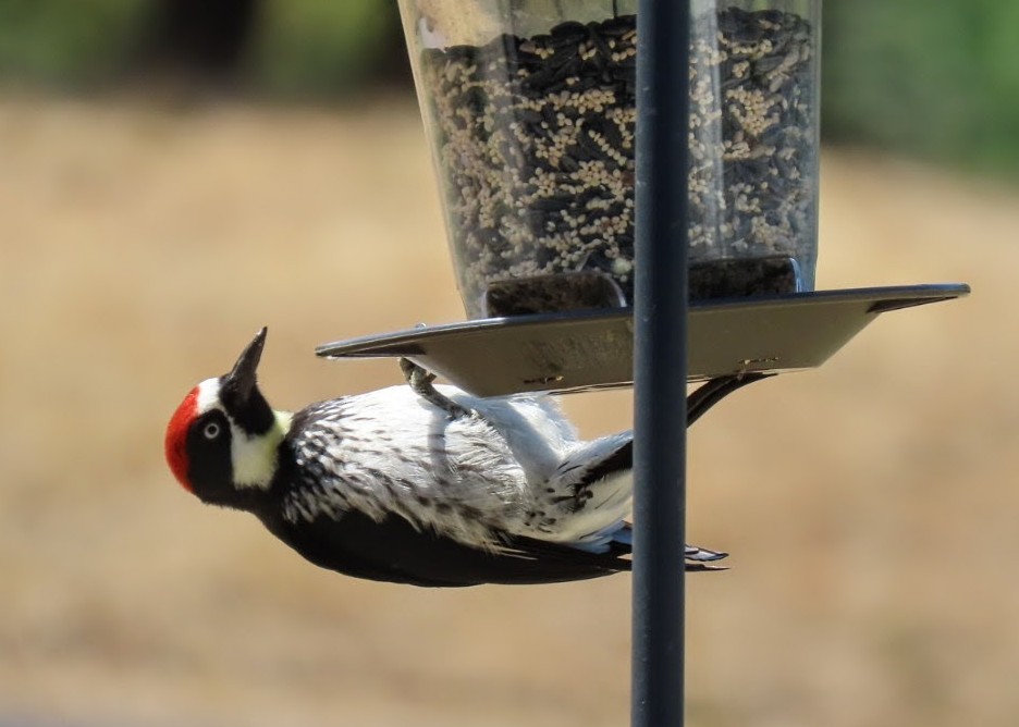 Acorn Woodpecker - ML639588410