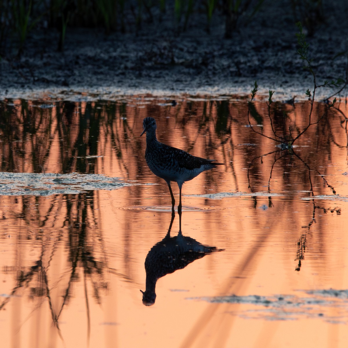 Lesser Yellowlegs - ML639588421
